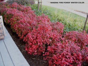 Nandina domestica 'Fire Power' - winter